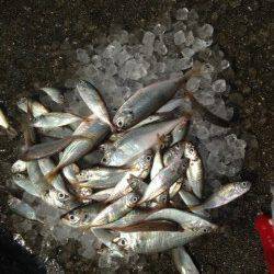 タコが渋くサビキをしました〜南蛮漬けにピッタリの豆アジ