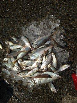 タコが渋くサビキをしました〜南蛮漬けにピッタリの豆アジ