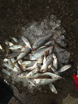 タコが渋くサビキをしました〜南蛮漬けにピッ…