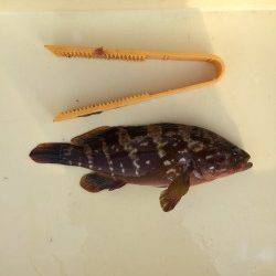 マリーナシティ釣り公園でアコウ★煮付けでいただきます