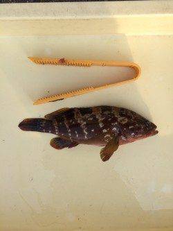 マリーナシティ釣り公園でアコウ★煮付けでいただきます