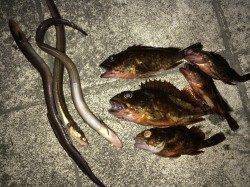 ポーアイ北公園で波止の際を探り歩いてガシラ&アナゴ