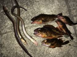 ポーアイ北公園で波止の際を探り歩いてガシラ…