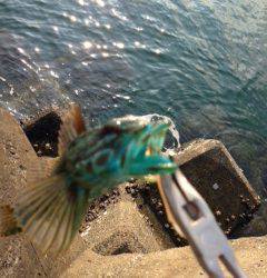 磯ノ浦　穴釣り釣行　暑いせいでガシラの活性はあまり？