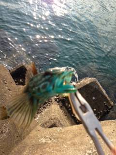 磯ノ浦　穴釣り釣行　暑いせいでガシラの活性はあまり？