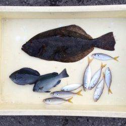 サビキでヒラメが釣れました！和歌山マリーナシティ