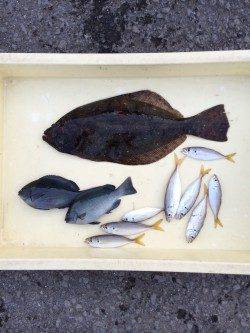 サビキでヒラメが釣れました！和歌山マリーナシティ