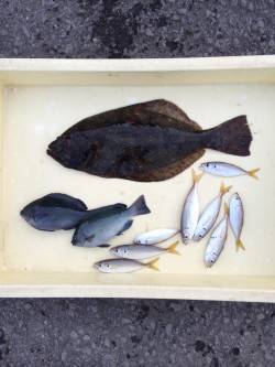 サビキでヒラメが釣れました！和歌山マリーナ…