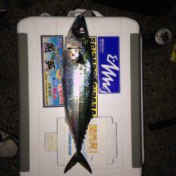 アジュール舞子シーズン終盤の大サバ狙い、タチウオもヒットしました