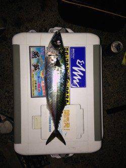 アジュール舞子シーズン終盤の大サバ狙い、タチウオもヒットしました