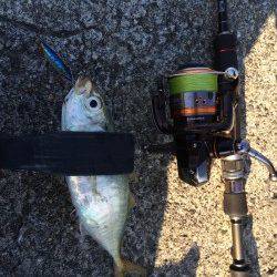 朝マズメにジグでカマス狙い、時合終了後にアジ20cmもゲット！