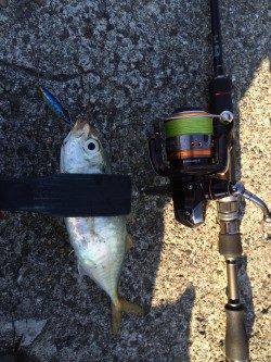 朝マズメにジグでカマス狙い、時合終了後にアジ20cmもゲット！