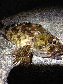 大蔵海岸アジング調査〜短時間で海岸内をランガンするもガシラのみ