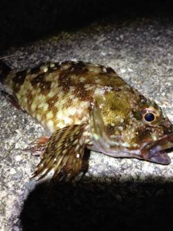 大蔵海岸アジング調査〜短時間で海岸内をラン…