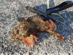 朝マズメ5時よりマリーナシティ内をランガン〜カマス・ガシラ