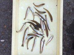 マリーナシティの投げ釣りでキス、今夜のあてゲット！