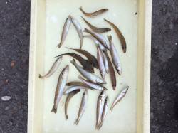 マリーナシティの投げ釣りでキス、今夜のあて…