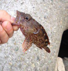 夕方からりんくうでガシリング　一投目でGET★