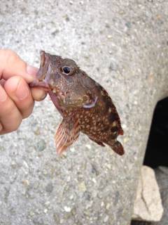 夕方からりんくうでガシリング　一投目でGE…