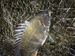 大阪南港周辺河口エリアで良型キビレを短時間で連続キャッチ