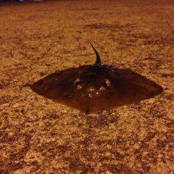 岸和田サビキでアジ多数、ルアーでシーバス狙いは・・・