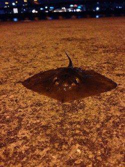 岸和田サビキでアジ多数、ルアーでシーバス狙いは・・・