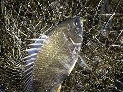 大阪南港周辺河口エリアで良型キビレを短時間…