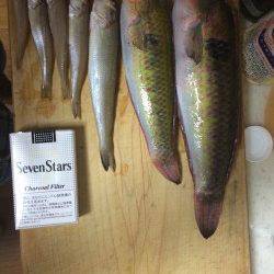 田ノ浦漁港　海水浴がてらの投げ釣りでキス・ベラなど