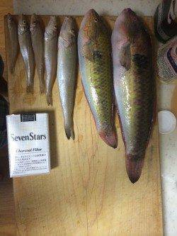 田ノ浦漁港　海水浴がてらの投げ釣りでキス・ベラなど