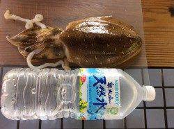 赤礁　サイトエギングでコウイカゲット☆