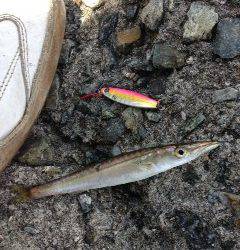 鳥取ノ荘、ライトジグで小さいカマスが沢山釣れます