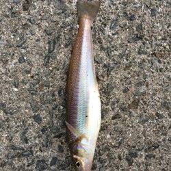 鳥取ノ荘でガシリング　ボトムでタケノコメバル　表層でキス