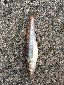 鳥取ノ荘でガシリング　ボトムでタケノコメバル　表層でキス