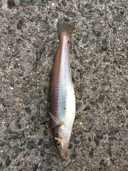 鳥取ノ荘でガシリング　ボトムでタケノコメバ…