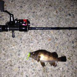 大蔵海岸　アジング釣行がメバリングに　メバル＆ガシラの釣果