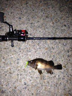 大蔵海岸　アジング釣行がメバリングに　メバル＆ガシラの釣果