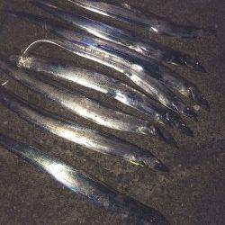 和歌山北港魚つり公園でタチウオ10本♪　早めリトリーブが◎