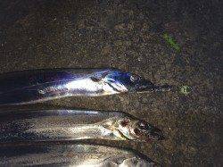 北港のタチウオテンヤ、3投連続タチウオヒット