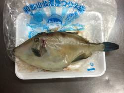 和歌山北港魚つり公園　カゴ釣りでウマヅラ・…