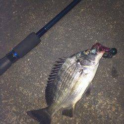 和歌川でチニング〜岸壁を引いてくるとフッキング