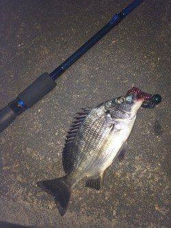 和歌川でチニング〜岸壁を引いてくるとフッキング