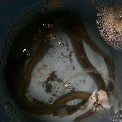 ウナギを釣りに紀ノ川へ〜９時頃にアタリが集中