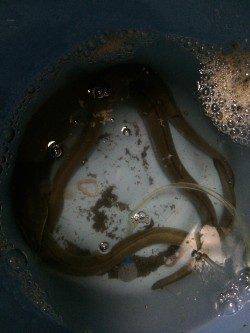 ウナギを釣りに紀ノ川へ〜９時頃にアタリが集中