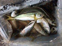 台風後の濁りのなか北港へカゴ釣りに〜アジ・サバ釣れました