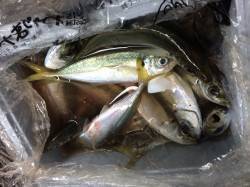 台風後の濁りのなか北港へカゴ釣りに〜アジ・…