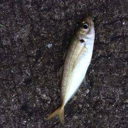 ジグサビキでおかずを釣りに北港へ〜マアジ・丸アジの釣果
