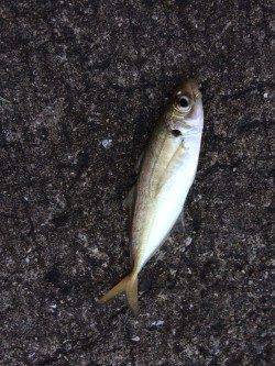 ジグサビキでおかずを釣りに北港へ〜マアジ・丸アジの釣果