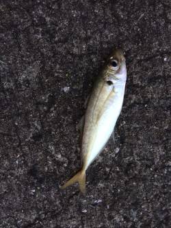 ジグサビキでおかずを釣りに北港へ〜マアジ・…