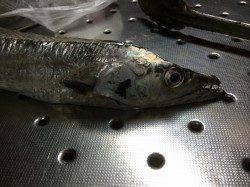 北港のタチウオ狙い〜カウント8～12程のタナでアタリ、14本の釣果