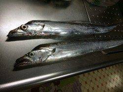 北港のタチウオ釣果〜遠投すると食ってきました